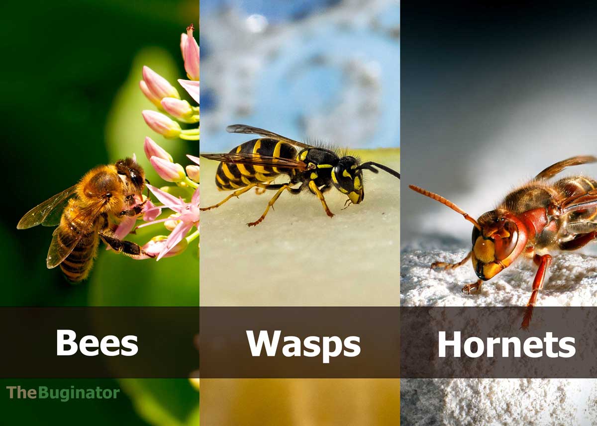 Bee vs Wasp vs Hornet