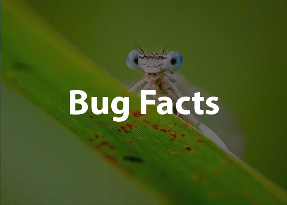 bug facts