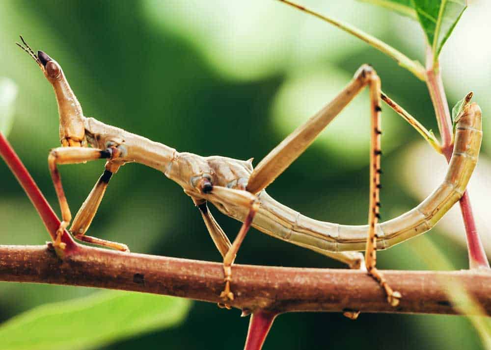 stick bug with 6 legs