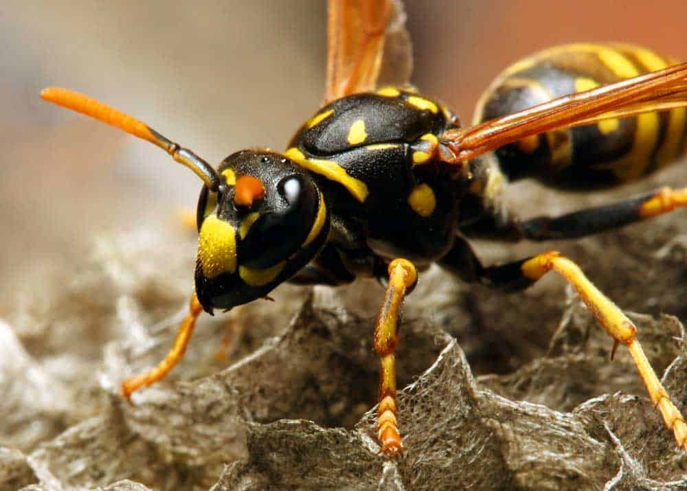 yellowjacket wasp