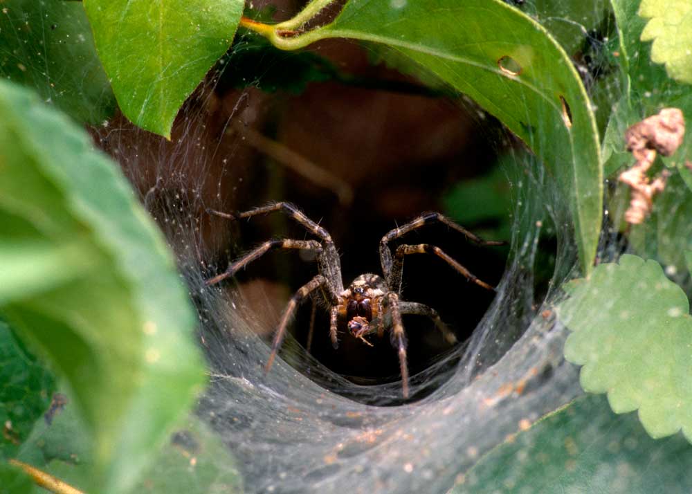 garden spider insect predator