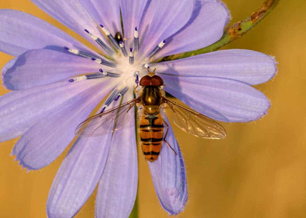 hoverflies insect predator