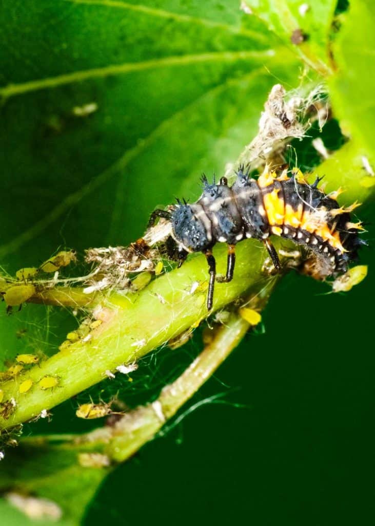 do ladybugs eat caterpillars