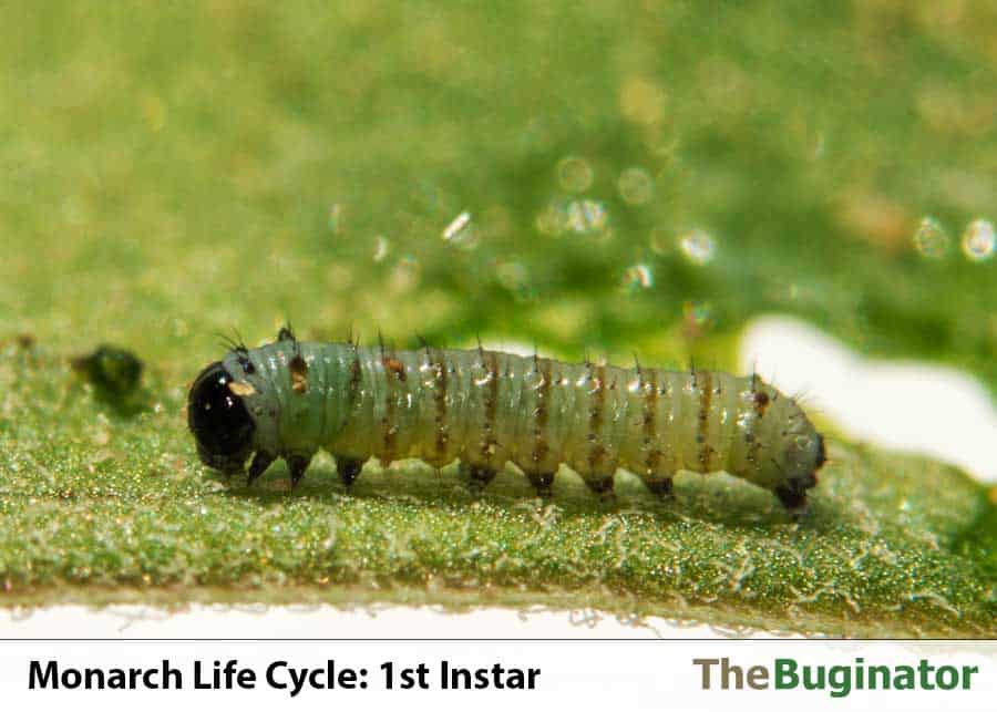monarch 1st instar caterpillar