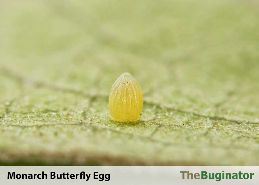 monarch butterfly egg leaf
