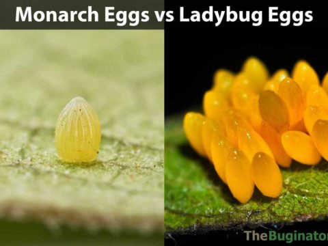 monarch eggs vs ladybug eggs