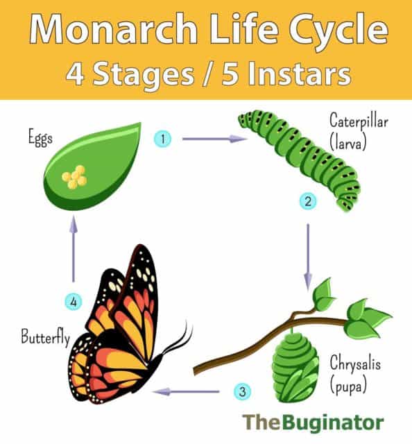 Monarch Life Cycle: 4 Stages / 5 Instars (Photos + Video) | My Monarch ...