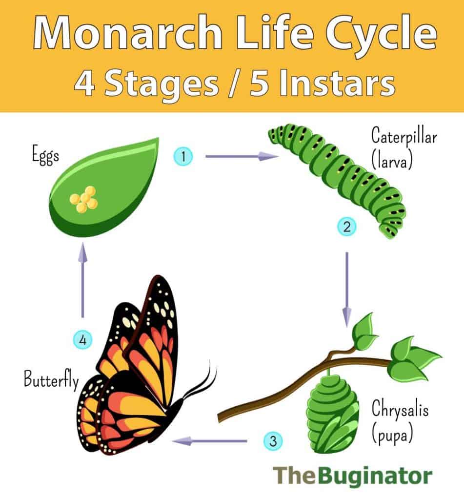 monarch life cycle chart