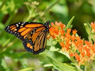 monarch parasite