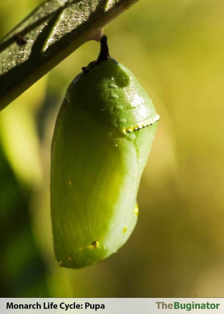 monarch-pupa-stage