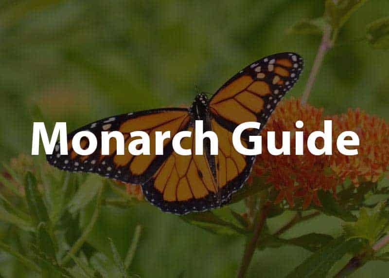 monarch guide