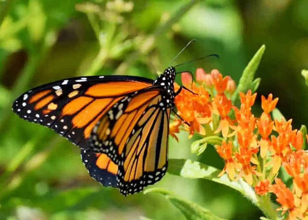 Enjoy and Attract Monarchs | My Monarch Guide
